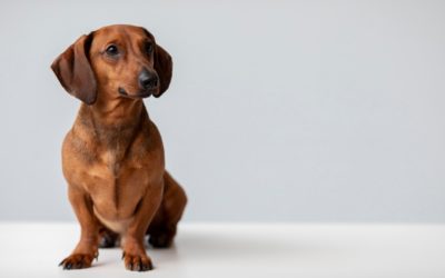 Hat mein Hund Depressionen?